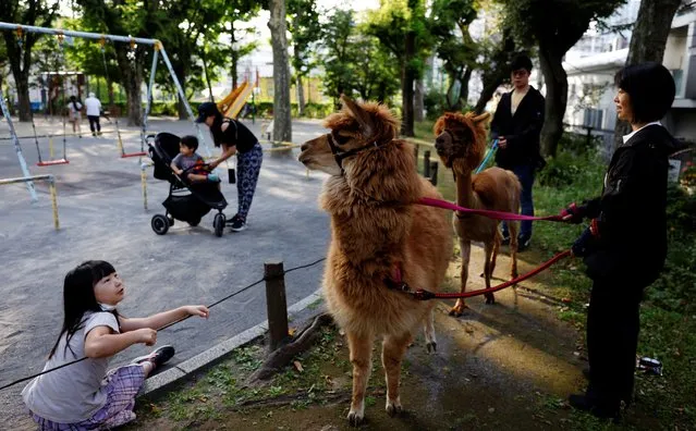 A girl looks at alpacas Satsuki and Akane at a park while Alpaca Fureai Land's staffs walk them during early morning in Tokyo, Japan on June 21, 2023. (Photo by Kim Kyung-Hoon/Reuters)