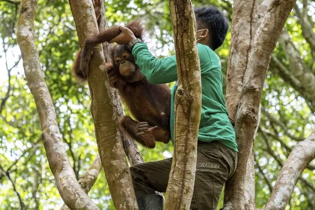 These picture show a rescued orangutan on its first day at “Forest School” on February 25, 2021 learning to climb a tree – after it developed a fear of heights in captivity. Kukur is just five-years-old and was rescued from a hut in West Borneo where he was being kept tied up as an illegal pet. He has now started the rehabilitation process as he learns to climb properly. Carers say life in captivity many apes like Kukur develop a fear of heights. (Photo by IAR Indonesia/Action Press/South West News Service)