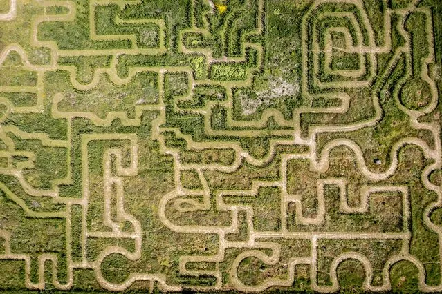 A photo taken with a drone shows the Gilleleje Labyrinth in Gilleleje, Denmark, 06 June 2023. Guests must quiz their way through the 50,000-square-meter labyrinth's green paths of willows, trees, bushes and flowers. The maze opened in April 2023. (Photo by Mads Claus Rasmussen/EPA)