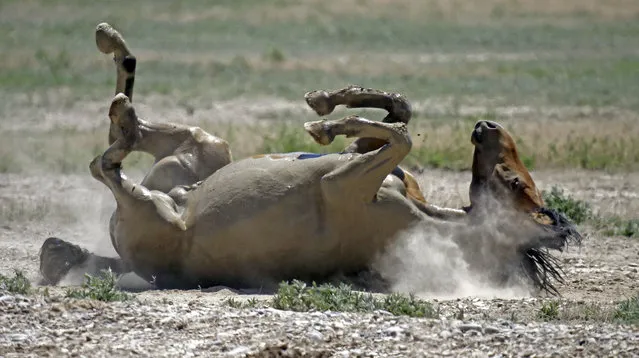 In this June 29, 2018 photo, a wild horse rolls in the dust after drinking from a watering hole outside Salt Lake City. Harsh drought conditions in parts of the American West are pushing wild horses to the brink and forcing extreme measures to protect them. (Photo by Rick Bowmer/AP Photo)