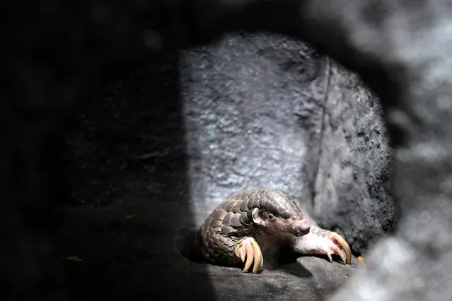 A Chinese pangolin is seen at its enclosure at the zoo in Prague, Czech Republic, Thursday, May 19, 2022. Prague's zoo has introduced to the public a pair of critically endangered Chinese pangolins as only the second animal park on the European continent. (Photo by Petr David Josek/AP Photo)