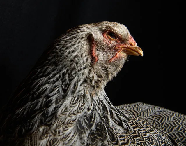 A Dark Brahma is seen at the National Poultry Show on November 20, 2016 in Telford, England. (Photo by Leon Neal/Getty Images)