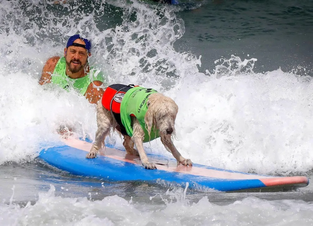 13th Annual Surf Dog Competition in San Diego