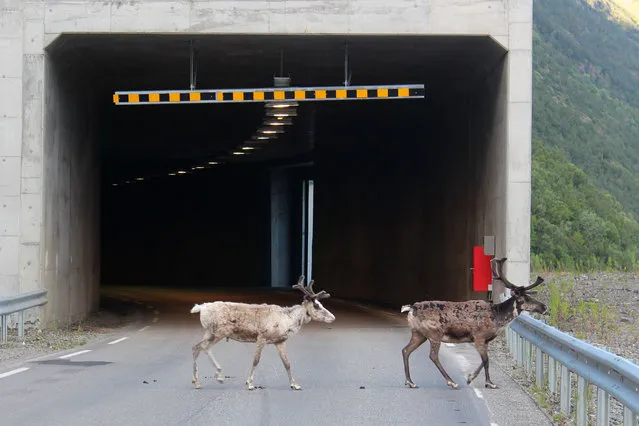 This handout photo dated July 3, 2016 and made available by the Norwegian Public Roads Administration shows reindeer crossing a road at the Oksfjord tunnel in Loppa municipality, Northern Norway. Norwegian authorities are trying to raise awareness among road users to the fact that mainly reindeer are seeking cooler temperatures in tunnels when temperatures are high as they currently are in Northern Norway. (Photo by AFP Photo/Norwegian Public Roads Administration)