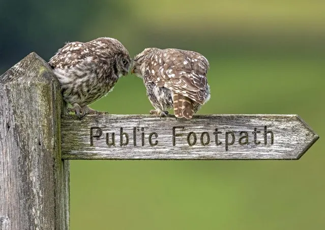 What looks like a kiss between two owls is actually them sharing some food on a sign post in North Yorkshire, United Kingdom in the last decade of July 2023. (Photo by Barrie Harwood/Solent News)