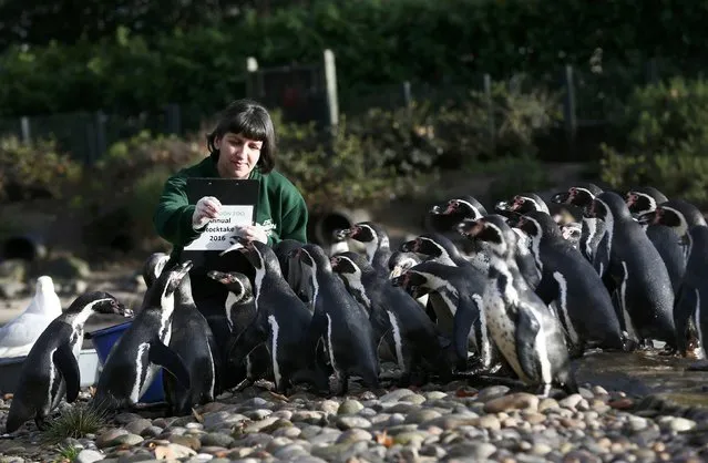 Keeper Janet Abreu counts Humboldt penguins during a photocall at London Zoo in London, Britain January 4, 2016. (Photo by Stefan Wermuth/Reuters)
