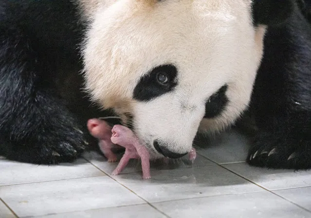 Giant Panda Ai Bao holds her baby panda with mouth after giving birth to twin at Everland amusement park in Yongin, South Korea on July 11, 2023. (Photo by Samsung C&T/Yonhap via Reuters)