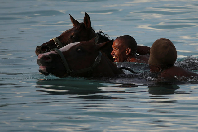 Handlers playfully race as they swim with horses from the Garrison Savannah in the Caribbean Sea near Bridgetown, Barbados December 1, 2016. (Photo by Adrees Latif/Reuters)