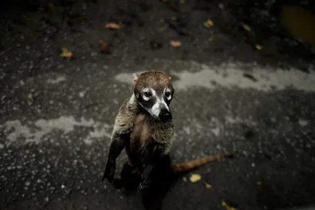 A Coati, a diurnal mammal native to South America, Central America, Mexico, and the southwestern United States, stands on the side of a road after biologist Claudio Monteza installed a set of camera traps in the dense tropical rainforest in San Lorenzo, Panama, Tuesday, April 6, 2021. Monteza has shifted his research to accommodate the COVID-19 pandemic restrictions and has been taking his doctoral classes virtually. (Photo by Arnulfo Franco/AP Photo)