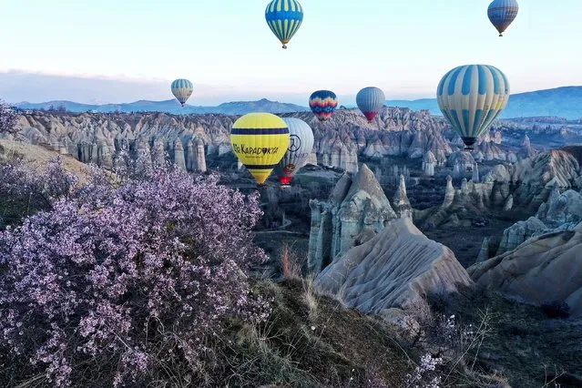 Blooming trees are seen as hot air balloons glide through the sky in the historical Cappadocia region, located in Central Anatolia's Nevsehir province, Turkiye on March 21, 2023. (Photo by Behcet Alkan/Anadolu Agency via Getty Images)