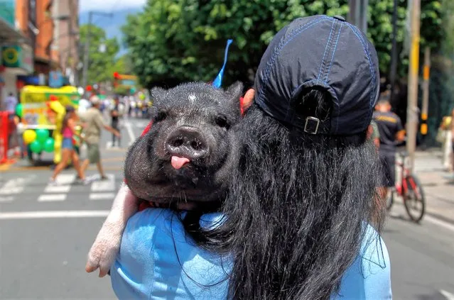A woman carries a pig during the celebration of World Day of Laziness in Itagui, Colombia, on August 20, 2023. (Photo by Fredy Builes/AFP Photo)
