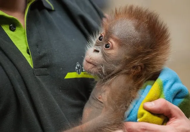 Baby orangutan Rieke is held by a zoo keeper at the Berlin Zoo in Berlin, Germany, 18 February 2015. Rieke's days in the capital are numbered as on 23 February she is leaving the zoo in Berlin and moving to the English Dorset. (Photo by Paul Zinken/EPA)