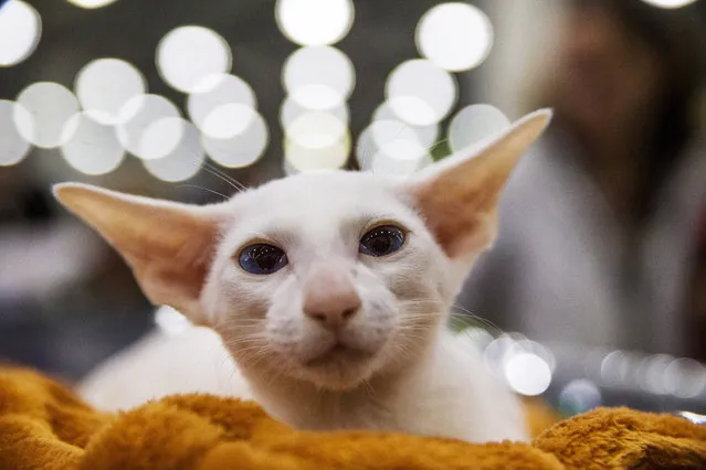 An oriental shorthair during the Grand Prix Royal Canin cat exhibition in Moscow, Russia on December 4, 2016. The breed has more than 300 coat colour and pattern combinations. Cats, their owners and visitors descend on Moscow for one of the world’s largest cat shows, where more than 2,000 feline participants mix with 40,000 cat lovers. (Photo by Dmitry Serebryakov/TASS)