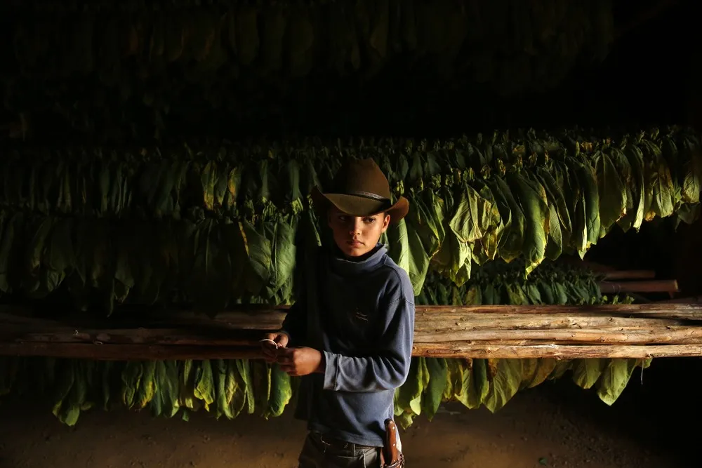 Tobacco Busines in Cuba