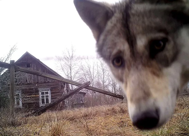 A wolf looks into the camera at the 30 km (19 miles) exclusion zone around the Chernobyl nuclear reactor in the abandoned village of Orevichi, Belarus, March 2, 2016. (Photo by Vasily Fedosenko/Reuters)