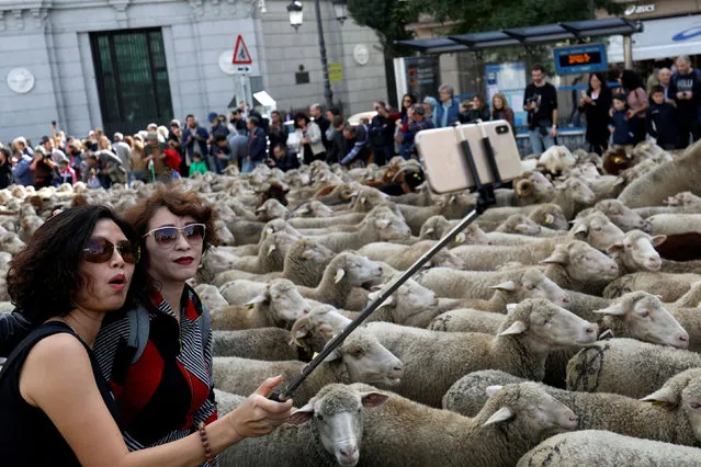 Women take a selfie next to a flock of sheep during the annual sheep parade through Madrid, Spain, October 21, 2018. Shepherds parade the sheep through the city every year in order to exercise their right to use traditional routes to migrate their livestock from northern Spain to winter grazing pasture land in southern Spain. (Photo by Susana Vera/Reuters)