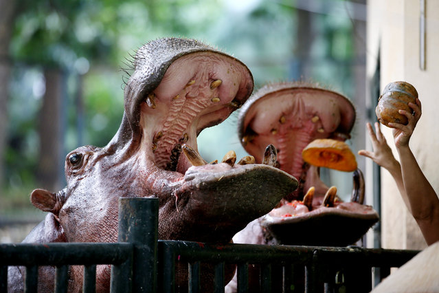 Two hippopotamus are fed with pumpkins at the Hanoi Zoo, in Hanoi, Vietnam, 25 October 2018. The zoo has been the home for more than 800 animals of over 90 different species, including three hippopotamus, since it was built in 1976. (Photo by Luong Thai Linh/EPA/EFE)
