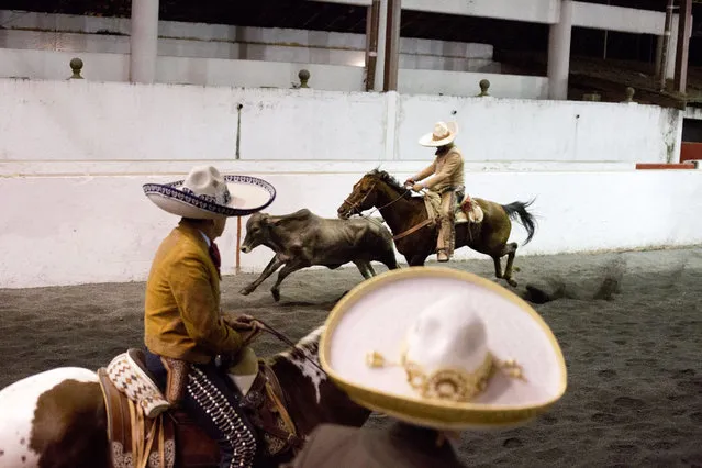In this February 26, 2015 photo, charros watch from the sidelines as another charro tries to loop the tail of a running bull around his leg in order to bring it down, during a steer tailing event at a charreada in Mexico City. Riders score points depending on how quickly they can bring down the bull, and additional points are awarded if it rolls after falling. (Photo by Rebecca Blackwell/AP Photo)