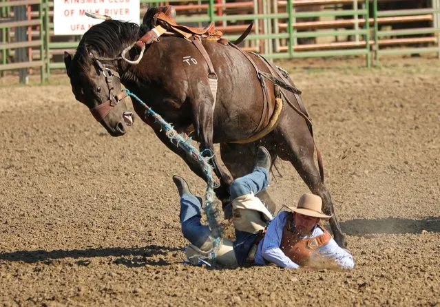 Cletus Big Throat Jr., of Magrath, Alberta is bucked off Yellow Jacket in the saddle bronc event during the first Writing-On-Stone Rodeo held since the coronavirus disease (COVID-19) pandemic in the World Heritage Site location of Writing-On-Stone Provincial Park, Alberta, Canada on July 31, 2022. (Photo by Leah Hennel/Reuters)