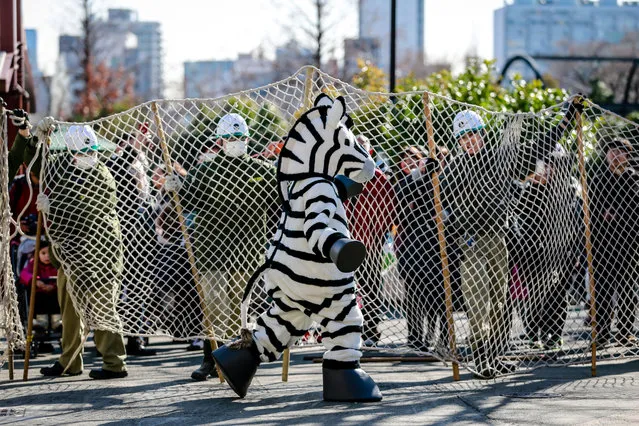 Zookeepers hold up a large net barricade to capture a zoo staff member dressed as a zebra at Ueno Zoo on February 2, 2016 in Tokyo, Japan. In the drill simulating the scenario that a zebra escaped in case of disaster, the Ueno Zoo workers, local police and emergency workers practiced evacuating the guests and capturing the zookeepers dressed in zebra costume. (Photo by Christopher Jue/Getty Images)
