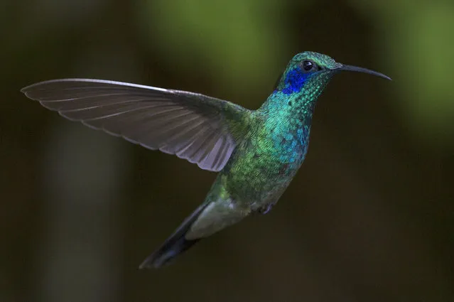 A Green Violetear is pictured at a Hummingbird feeding station on January 07, 2016 in Monteverde, Costa Rica. (Photo by Dan Kitwood/Getty Images)