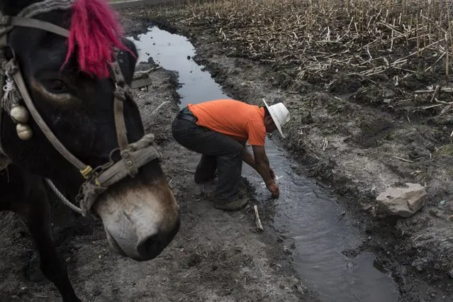 Yu Zhen Jun, a farmer, washes his hands after planting seed in hit corn field outside Liumao, China on May 28, 2016. Jun describes the air and soil as “maitai”, or filthy, a result of the contamination caused by a nearby graphite factory owned by Aoyu. Jun says his crop yield has decreased as a result of the pollution. (Photo by Michael Robinson Chavez/The Washington Post)