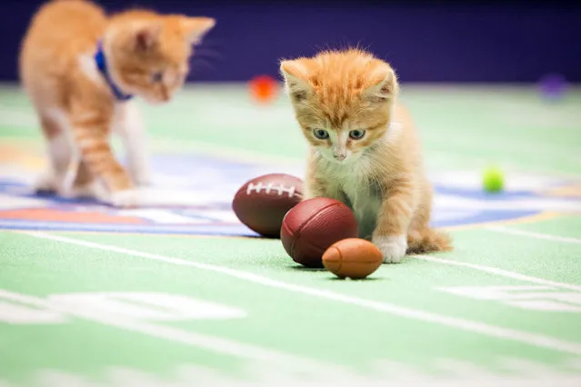 This photo provided by Crown Media Family Networks shows kittens playing football in a scene from the Hallmark Channel's “Kitten Bowl II”, airing on Sunday, February 1, 2015. (Photo by Menachem Adelman/AP Photo/Crown Media Family Networks)
