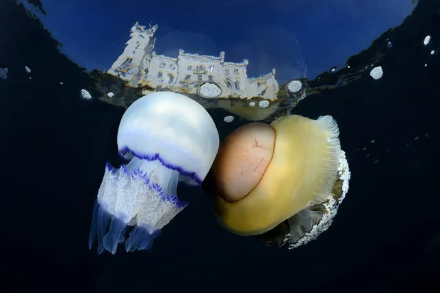 “Jellyfish kiss under the castle”. This summer there was a significant presence of this type of jellyfish (Rhyzostoma pulmo and Cothyloriza tuberculata) in the Adriatic Sea in front of Trieste where I live. So I immediately thought to photograph with the backdrop of Miramare Castle which is one of the most beautiful castles overlooking the sea in the world. Photo location: Trieste, Italy, northern Adriatic Sea. (Photo and caption by Adriano Morettin/National Geographic Photo Contest)