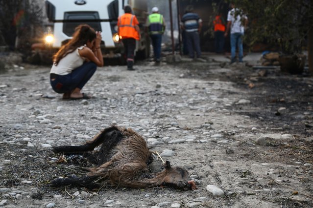 A resident reacts next to the remains of a dead animal laying in an area scorched by a forest fire that spread to the town of Manavgat, 75 km (45 miles) east of the resort city of Antalya, Turkey, July 28, 2021. (Photo by Kaan Soyturk/Reuters)