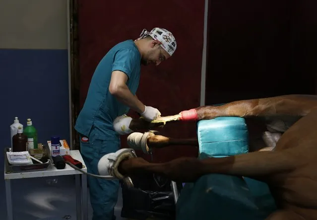 Veterinary technician Gokhan Boyraz shaves a racehorse's leg as he prepares it for keyhole surgery to remove bone fragments at Veliefendi equine hospital in Istanbul March 3, 2015. (Photo by Murad Sezer/Reuters)
