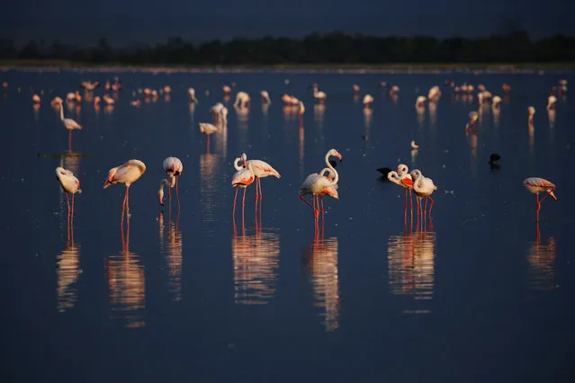 Flamingos rest on a lake at the Amboseli National Park, Kenya August 18, 2018. (Photo by Baz Ratner/Reuters)