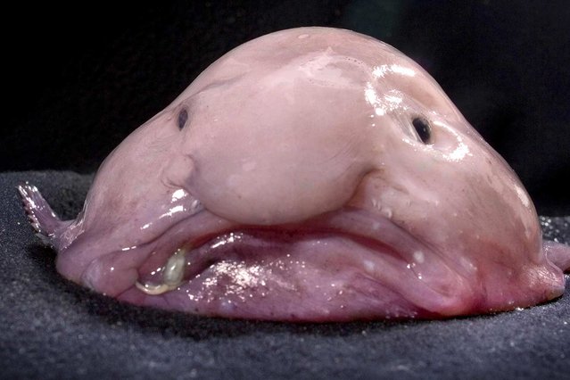 Sporting a face only a mother could love, the deep-sea blobfish won the dubious honor of “world’s ugliest animal” in September. The contest, organized by the England-based Ugly Animal Preservation Society, invited comedians to submit short videos championing their pick for ugliest creature. (Photo by Kerryn Parkinson/Caters News/Zuma Press/National Geographic)