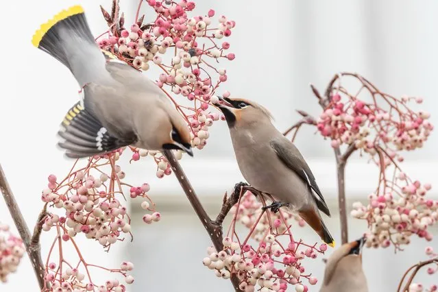 Waxwings in Balham south London on December 31, 2023. There has been a huge influx of this erruptive species this year. This probably due to severe storms and a shortage of food in their native Scandinavia in the Autumn. (Photo by Jack Hill/The Times)
