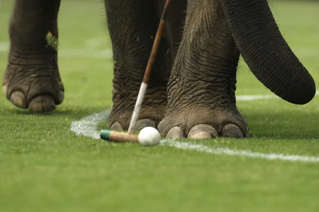 An elephant takes part in an exhibition match during the annual charity King's Cup Elephant Polo Tournament at a riverside resort in Bangkok, Thailand March 10, 2016. (Photo by Jorge Silva/Reuters)