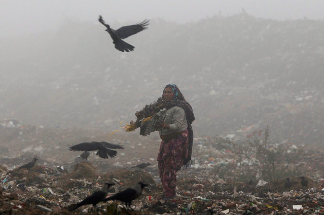 A woman collects recyclables at a dump yard on a cold winter morning in Chandigarh, India, January 29, 2017. (Photo by Ajay Verma/Reuters)
