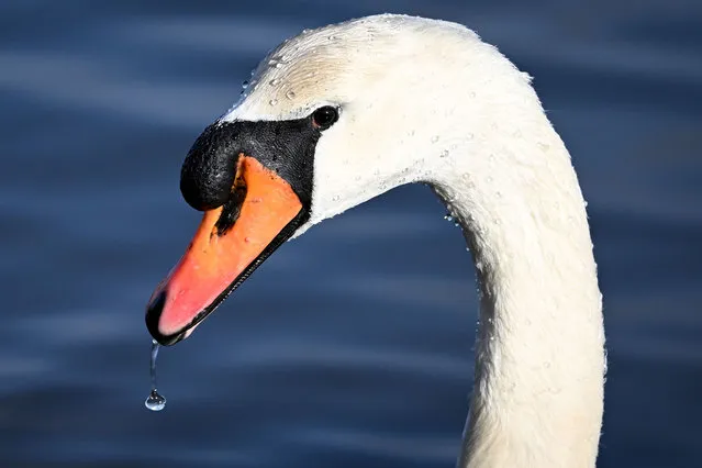 A Mute Swan at Lodmoor Nature Reserve, on January 28, 2024 in Weymouth, United Kingdom. (Photo by Finnbarr Webster/Getty Images)