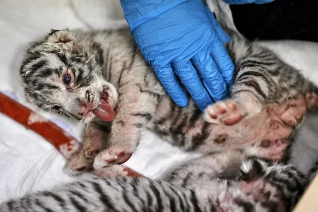 A newborn white Bengal tiger, born on April 18, sticks out its tongue while being fed by a guardian at a private zoo in Borysew near Lodz, central Poland April 28, 2015. (Photo by Tomasz Stanczak/Reuters/Agencja Gazeta)
