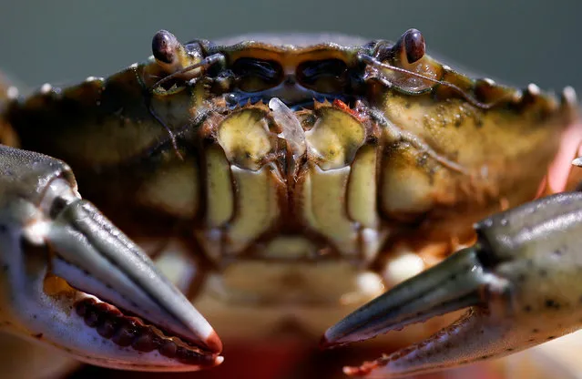 A moeche crab is seen at the Venice lagoon, Italy, April 22, 2016. The lagoon of this canal-laced Italian city is a fishing mecca. For a few days every spring and autumn, it yields a very particular kind of catch and culinary treat. “Moleche” or “moeche” as they are called in Venetian dialect are young crabs that have shed their baby shells and have yet to grow their adult ones. The renewal process takes only a few hours – a small window during which the Venice Lagoon fishers cast their nets. (Photo by Alessandro Bianchi/Reuters)