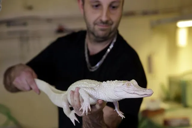 Aquarium specialist Sylvain Joumier holds one of the two one-year-old albino alligator at the Tropical aquarium in Paris. (Photo by Philippe Wojazer/Reuters)