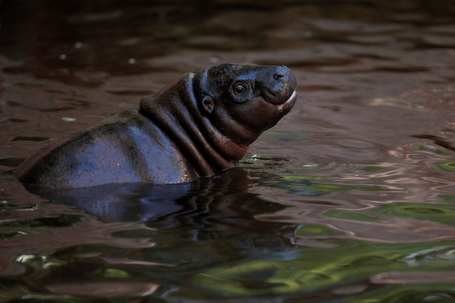 Nimba, a five-month-old baby female pygmy hippopotamus (Choeropsis liberiensis), swims in the enclosure at Bioparc Fuengirola in Fuengirola, near Malaga, southern Spain, February 8, 2017. (Photo by Jon Nazca/Reuters)