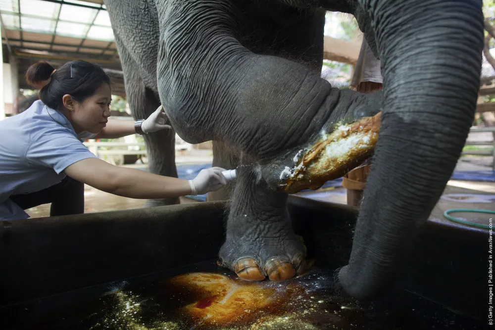 Thai Elephants Get Treated At World's Only Elephant Hospital