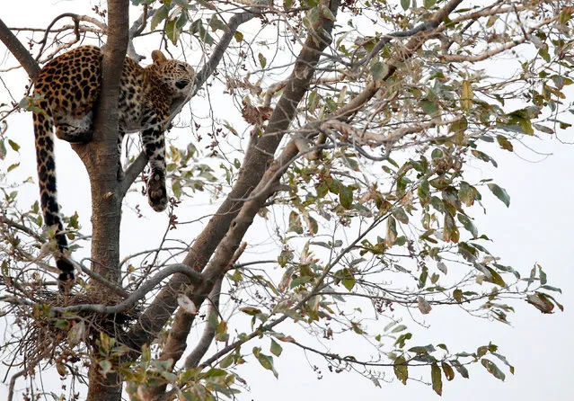 A wild leopard takes refuge in a treetop after it was found wandering at Gothatar in Kathmandu, Nepal February 21, 2017. (Photo by Navesh Chitrakar/Reuters)