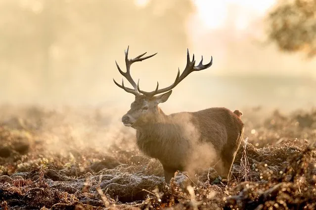 A red stag deer on a cold morning in Bushy Park, London on Tuesday, November 23, 2021. (Photo by John Walton/PA Images via Getty Images)