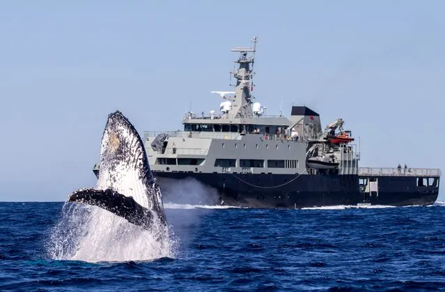 A  humpback whale makes a splash for passing boats, including an Australian Navy vessel. The photographer Rachelle Mackintosh spotted the whale on its way back to Antarctica, passing along the Sydney coastline early April 2024. (Photo by Rachelle Mackintosh/Caters News Agency)