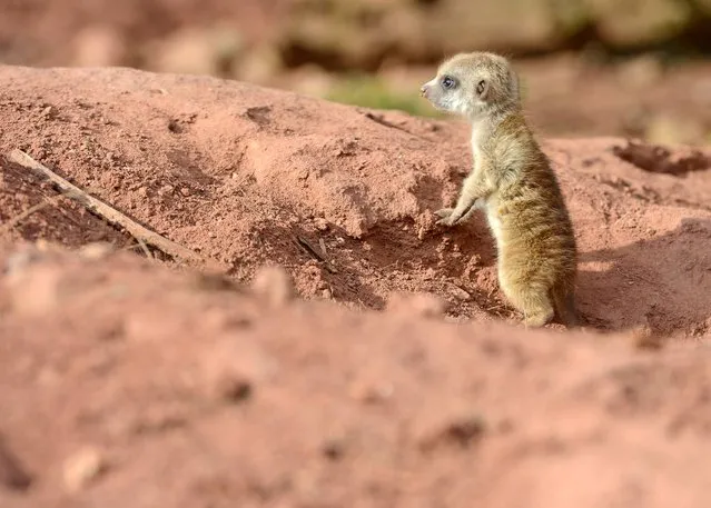 A meerkat cub looks around during its first steps in the outdoor enclosure at the zoo in Erfurt, Germany, Wednesday, March 19, 2014. Three meerkat babies were born on February 21, 2014 at the zoo. (Photo by Jens Meyer/AP Photo)