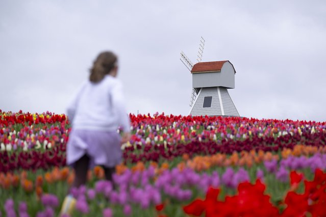Tulleys Tulip Fest kicks off to celebrate the arrival of spring as people visit to see colorfields, a natural spectacle featuring over 500,000 tulips at Tulleys Tulip Farm in West Sussex, United Kingdom on April 3, 2024. With over 100 different varieties, tulips create a rolling kaleidoscope of color in the fields throughout the season. (Photo by Rasid Necati Aslim/Anadolu via Getty Images)
