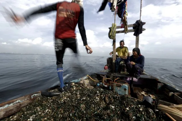 Kasno walks on his boat as he collects green mussels in Jakarta Bay, Indonesia, April 20, 2016. (Photo by Reuters/Beawiharta)