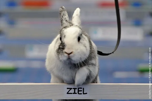 A rabbit jumps over a hurdle at an obstacle course during the first European rabbit hopping championships