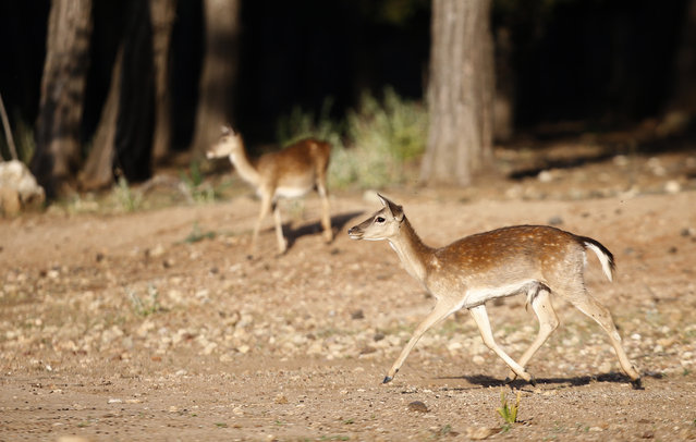Fallow deer are seen together at Duzlercami Wildlife Development Area, which is the only natural and genetically unspoiled habitat in the world for fallow deer and they are being transported to other regions to prevent their extinction due to possible forest fires and epidemics in Antalya, Turkiye on May 03, 2024. (Photo by Suleyman Elcin/Anadolu via Getty Images)