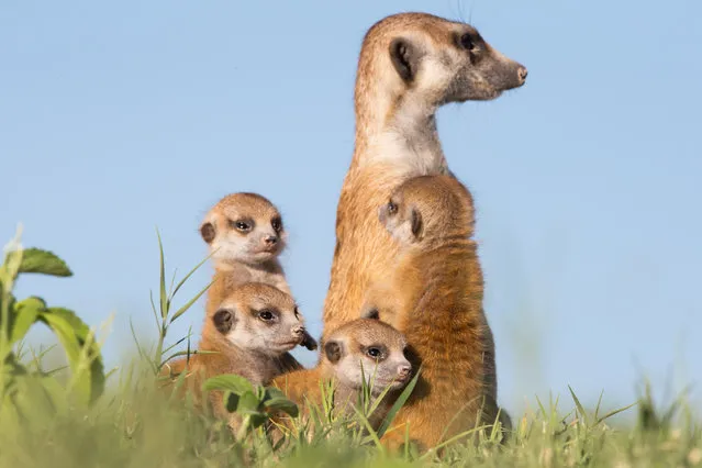 A family of Meerkats on January 2014 in Makgadikgadi, Botswana. These adorable Meerkats used a photographer as a look out post before trying their hand at taking pictures. The beautiful images were caught by wildlife photographer Will Burrard-Lucas after he spent six days with the quirky new families in the Makgadikgadi region of Botswana. Will has photographed Meerkats in the past and was delighted when he realised he would be shooting new arrivals. (Photo by Will Burrard-Lucas/Barcroft Media)